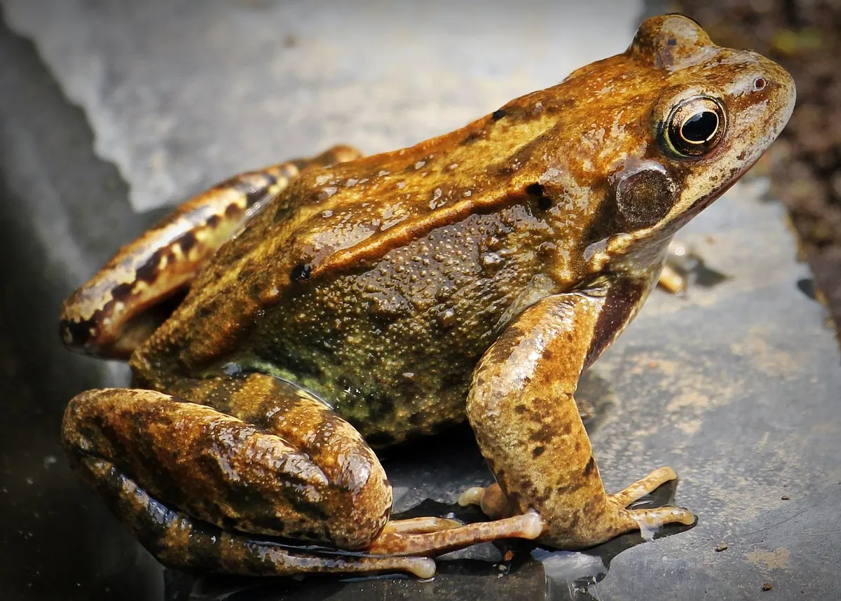 How to Attract Frogs and Toads to a Garden Pond: A Beginner's Guide