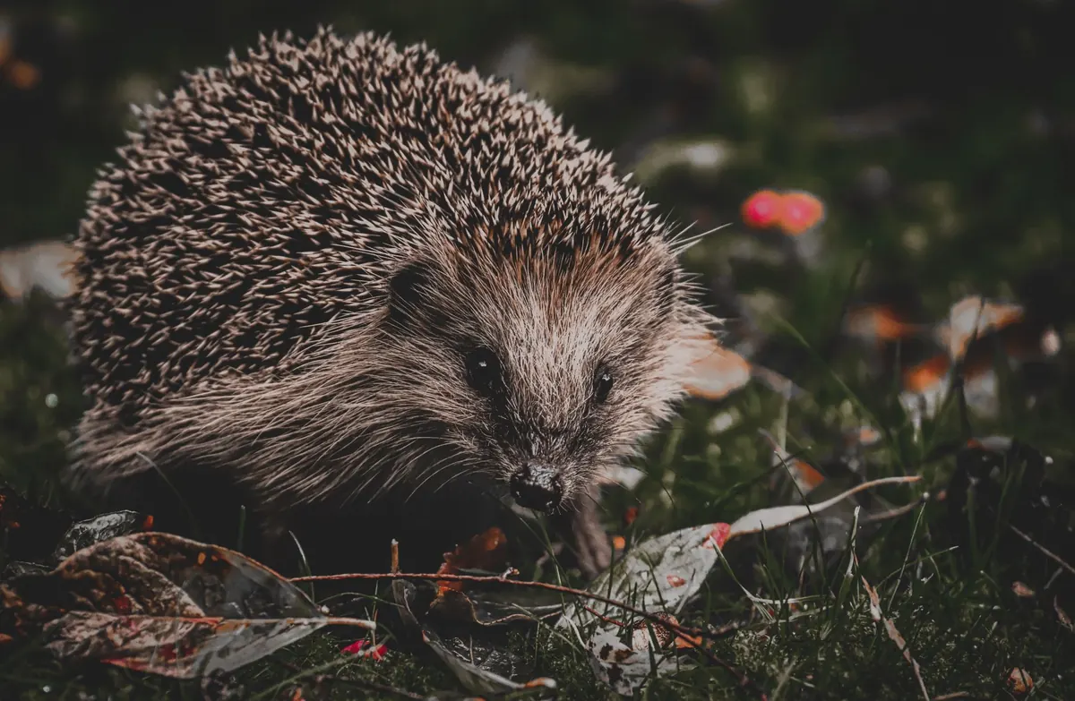 How to Make a Hedgehog-Friendly Garden in Autumn: A Checklist