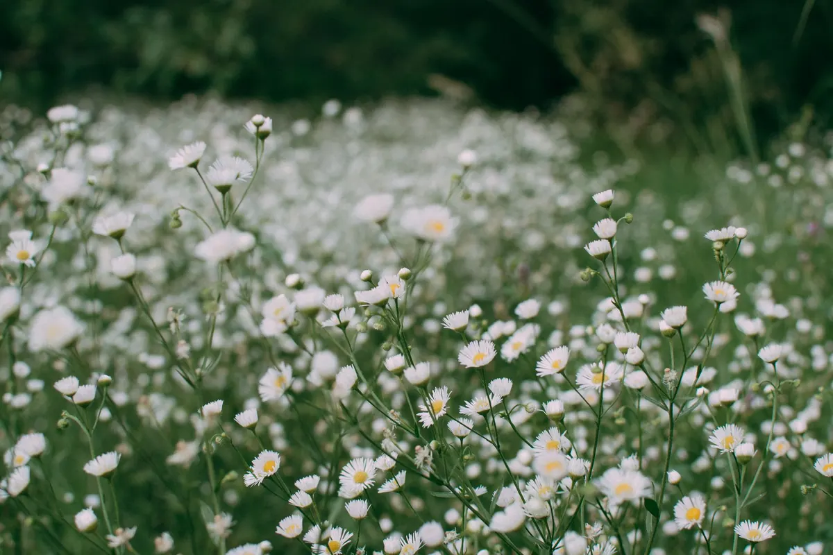Native British Wildflowers for Small Gardens: A Beginner's Guide
